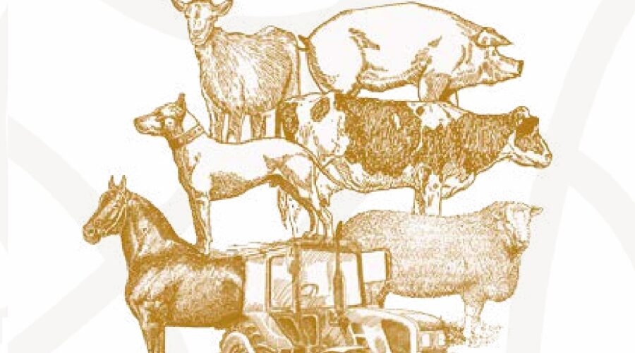 31ª Feria Agroganadera de Los Pedroches: Del  18 al 21 Abril en Pozoblanco