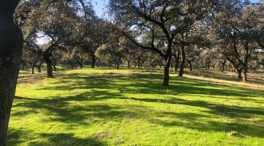 Los Pedroches, un ejemplo de vida sostenible